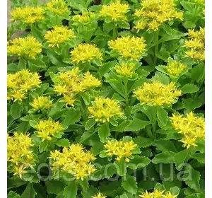 Очиток (седум) помилковий Green Mantle Очиток (седум) помилковий Green Mantle