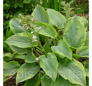 Хоста Alvatine Taylor (Алветін Тейлор) 1-2 розетки контейнер 0,5-1,5 л. Хоста Alvatine Taylor (Алветін Тейлор) 1-2 розетки контейнер 0,5-1,5 л.