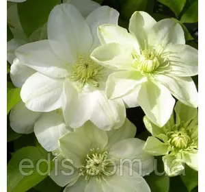 Клематис Guernsey Cream, Р14 Клематис Guernsey Cream, Р14