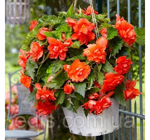 Бегонія бульбова Ампельна з гігантською квіткою Помаранчева, 1 бульба Бегонія бульбова Ампельна з гігантською квіткою Помаранчева, 1 бульба
