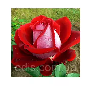 Троянда Люксор (Luxor) чайно-гібридна Троянда Люксор (Luxor) чайно-гібридна