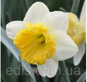 Нарцис Корончатий з махровою короною Blues (Блюз) 10/12 1 цибулина Нарцис Корончатий з махровою короною Blues (Блюз) 10/12 1 цибулина