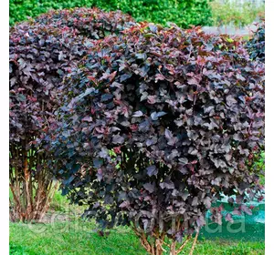 Пухироплідник калинолистий Diablo (Діабло) у контейнері 2 л Пухироплідник калинолистий Diablo (Діабло) у контейнері 2 л