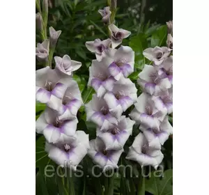 Гладіолус бамбіно Condor Pasa (2 квітконоса) 3 шт./уп. Гладіолус бамбіно Condor Pasa (2 квітконоса) 3 шт./уп.