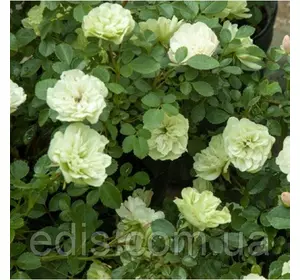 Троянда бордюрна Грін Айс Троянда бордюрна Грін Айс