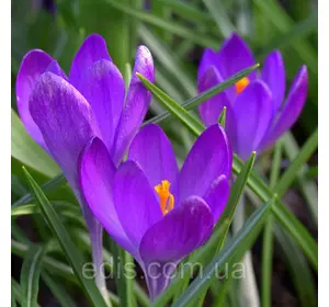 Крокус ботанічний Ruby Giant 5 цибулин Крокус ботанічний Ruby Giant 5 цибулин