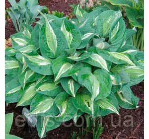 Хоста Snake Eyes контейнер 1 л Хоста Snake Eyes контейнер 1 л