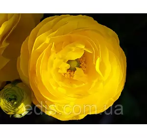 Жовтець (ранункулюс/лютик) азіатський жовтий 3 шт. Жовтець (ранункулюс/лютик) азіатський жовтий 3 шт.
