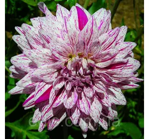 Жоржина гігантська Bristol Stripe (Брістол Страйп) Жоржина гігантська Bristol Stripe (Брістол Страйп)