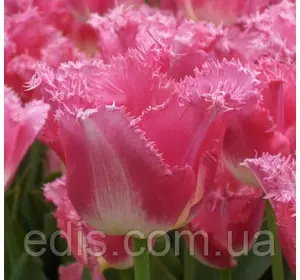 Тюльпан Fancy Frills (Фенсі фрілс) оторочений 3 цибулинки Тюльпан Fancy Frills (Фенсі фрілс) оторочений 3 цибулинки