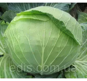 Капуста білоголова Українська Осінь 50 г, вагове насіння Яскрава Капуста білоголова Українська Осінь 50 г, вагове насіння Яскрава