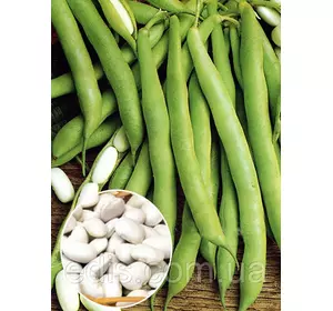 Квасоля кущова Файний Ясь 500 г (кущова), вагове насіння, Яскрава Квасоля кущова Файний Ясь 500 г (кущова), вагове насіння, Яскрава