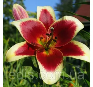 Лілія ОТ гібрид Red Dutch (Ред Датч) 1 цибулина 12/14 Лілія ОТ гібрид Red Dutch (Ред Датч) 1 цибулина 12/14