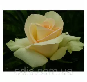 Троянда Ківі (Kiwi) чайно-гібридна Троянда Ківі (Kiwi) чайно-гібридна