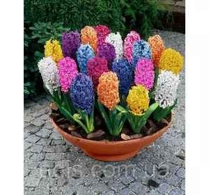 Суміш гіацинтів 10 цибулин Суміш гіацинтів 10 цибулин