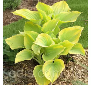 Хоста Dutch Flame (Датч Флэйм) кореневище Хоста Dutch Flame (Датч Флэйм) кореневище