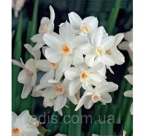 Нарцис Мультифлора Paperwhite 13/15 1 шт./уп. Нарцис Мультифлора Paperwhite 13/15 1 шт./уп.