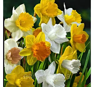 Нарцис Корончатий суміш 9 цибулин разбор Екстра/перший (великі) Нарцис Корончатий суміш 9 цибулин разбор Екстра/перший (великі)