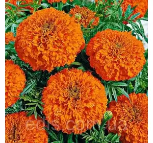 Чорнобривці високорослі Гаваї 0,5 г, насіння Яскрава Чорнобривці високорослі Гаваї 0,5 г, насіння Яскрава