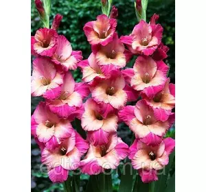 Гладіолус Ted's Favourite 3 шт./уп., великоквітковий Гладіолус Ted's Favourite 3 шт./уп., великоквітковий