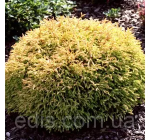 Туя Golden Tuffet (Голден Таффет) у контейнері Туя Golden Tuffet (Голден Таффет) у контейнері