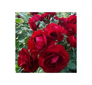 Троянда Торнадо (Tornado) патіо Троянда Торнадо (Tornado) патіо