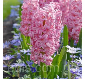 Гіацинт Anna Marie (Анна Марія) 1 цибулина (калібр 14/15 - великий) Гіацинт Anna Marie (Анна Марія) 1 цибулина (калібр 14/15 - великий)