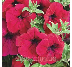Петунія крупноквіткова Бордова 15-50 сем ТМ Яскрава Петунія крупноквіткова Бордова 15-50 сем ТМ Яскрава