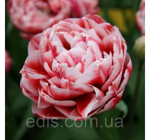 Тюльпан Махровый Пізній Drumline (Драмлайн) 3 цибулини Тюльпан Махровый Пізній Drumline (Драмлайн) 3 цибулини