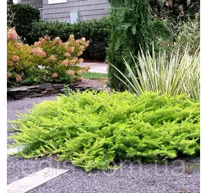 Ялівець Old Gold (Олд Голд) у контейнері Ялівець Old Gold (Олд Голд) у контейнері