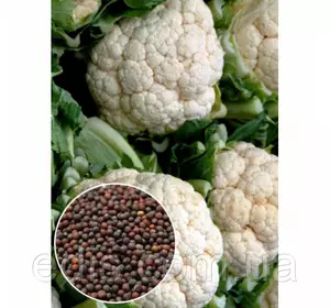 Капуста цвітна Альфа 20 г, насіння Яскрава Капуста цвітна Альфа 20 г, насіння Яскрава