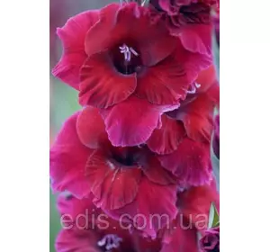 Гладіолус Plum Tart 10/12 3 цибулини Гладіолус Plum Tart 10/12 3 цибулини