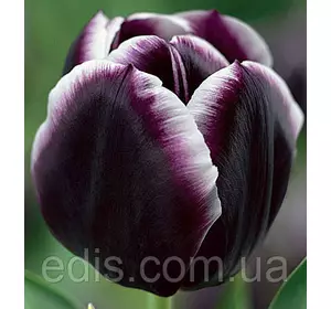 Тюльпан Тріумф Jackрot 3 цибулинки Тюльпан Тріумф Jackрot 3 цибулинки