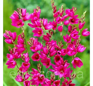 Іксія Mabel (Мейбл), 5 цибулин Іксія Mabel (Мейбл), 5 цибулин