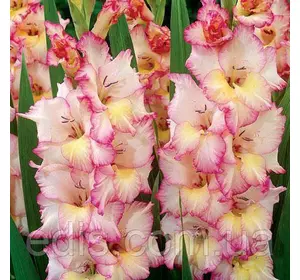 Гладіолус Priscilla 3 шт./уп., великоквітковий Гладіолус Priscilla 3 шт./уп., великоквітковий
