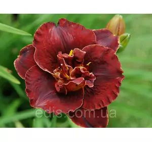 Лілейник Night Embers Лілейник Night Embers