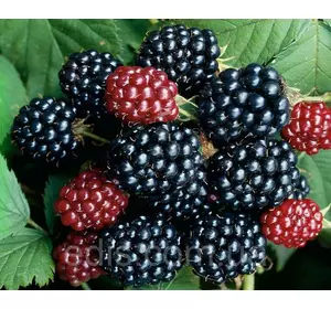 Ожина Рубен (Reuben) рання ремонтантна Ожина Рубен (Reuben) рання ремонтантна