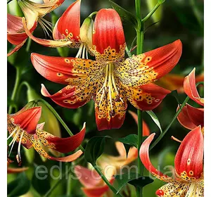 Лілія звисаюча Fusion 1 цибулина 14/16 Лілія звисаюча Fusion 1 цибулина 14/16