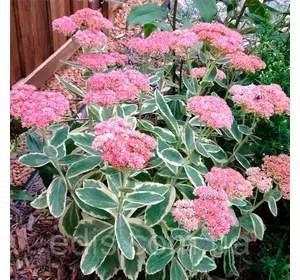 Седум (Очиток) Frosty Morn Седум (Очиток) Frosty Morn