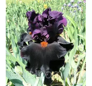 Ірис високий бородатий Black Magic Woman (Блек Меджик Вумен) Ірис високий бородатий Black Magic Woman (Блек Меджик Вумен)