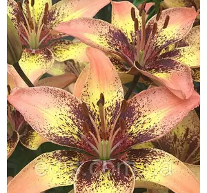 Лілія азіатська Tribal Dance 1 цибулина 12/14 Лілія азіатська Tribal Dance 1 цибулина 12/14