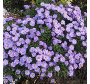 Айстра чагарникова низькоросла Blaubox (сентябринка), саджанець Айстра чагарникова низькоросла Blaubox (сентябринка), саджанець