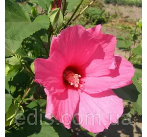 Гібіскус трав'янистий Love Story (Лав Сторі) кореневище Гібіскус трав'янистий Love Story (Лав Сторі) кореневище