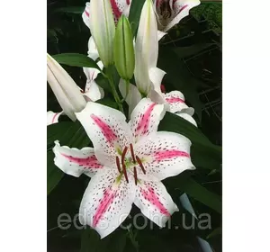 Лілія орієнтальна тигрова Hotspot (Хотспот) 1 цибулина 12/14 Лілія орієнтальна тигрова Hotspot (Хотспот) 1 цибулина 12/14