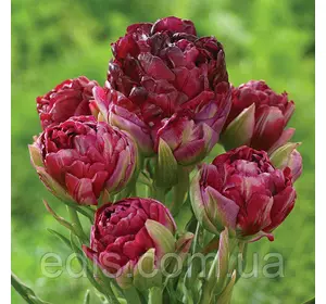 Тюльпан махровий мультифлора Pearl Mountin (Перл Маунтін) 1 цибулинки Тюльпан махровий мультифлора Pearl Mountin (Перл Маунтін) 1 цибулинки