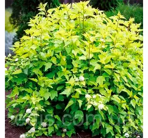 Пухироплідник головчастий Tilden Park (Тільден Парк) в контейнері Пухироплідник головчастий Tilden Park (Тільден Парк) в контейнері