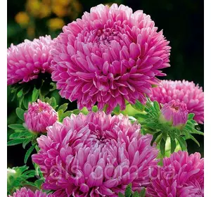 Айстра карликова Рожеве диво 0,3 г насіння Яскрава Айстра карликова Рожеве диво 0,3 г насіння Яскрава