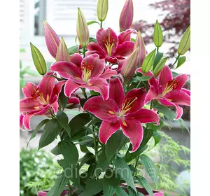 Лілія низькоросла Showwinner (Шоувінне) 1 цибулина 12/14 Лілія низькоросла Showwinner (Шоувінне) 1 цибулина 12/14