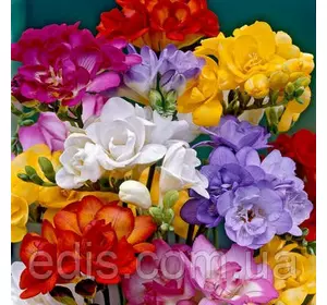 Фрезія 2-й розбір суміш 25 цибулин Фрезія 2-й розбір суміш 25 цибулин