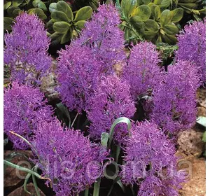 Мускарі Comosum Plumosum 5 цибулин Мускарі Comosum Plumosum 5 цибулин